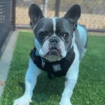Fuerte is a Bulldog, French.