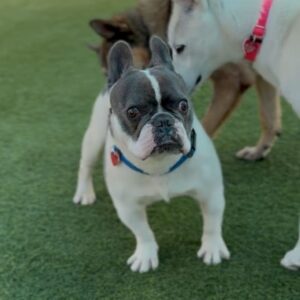 Fuerte is a Bulldog, French.