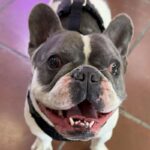 Fuerte is a Bulldog, French.