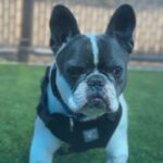 Fuerte is a Bulldog, French.