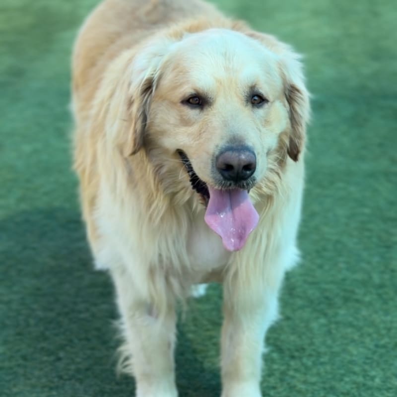 Shadow is a Retriever, Golden.