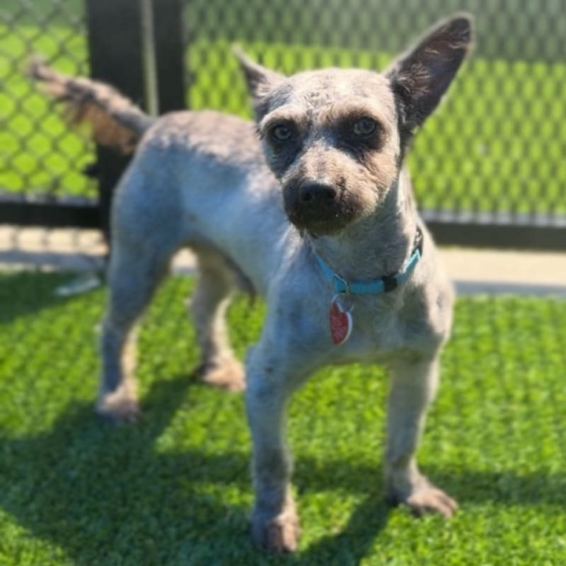Swayze is a Schnauzer, Miniature.