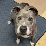 Chata is a Terrier, Pit Bull.