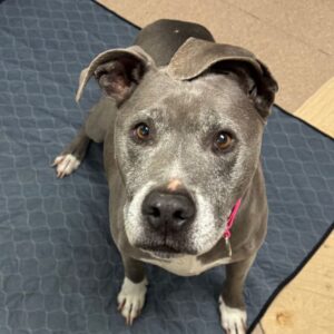 Chata is a Terrier, Pit Bull.