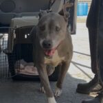 Chata is a Terrier, Pit Bull.