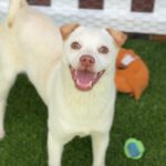 Shaggy is a Retriever, Yellow Labrador/Mixed Breed (Small).