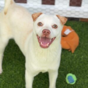 Shaggy is a Retriever, Yellow Labrador/Mixed Breed (Small).