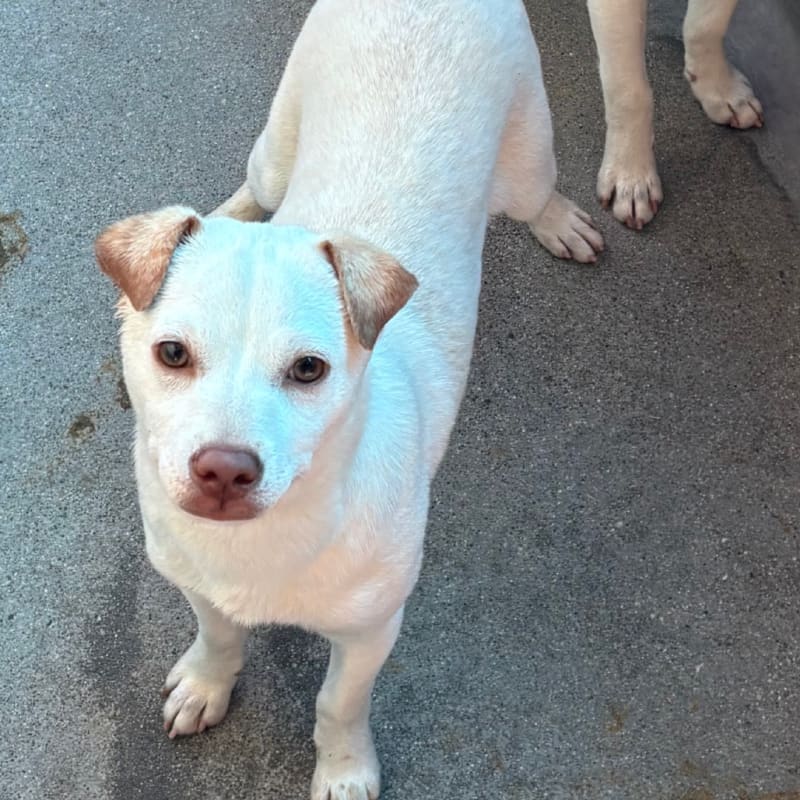 Shaggy is a Retriever, Yellow Labrador/Mixed Breed (Small).