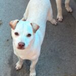 Shaggy is a Retriever, Yellow Labrador/Mixed Breed (Small).