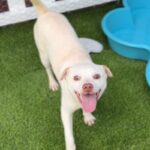 Shaggy is a Retriever, Yellow Labrador/Mixed Breed (Small).