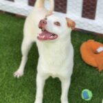 Shaggy is a Retriever, Yellow Labrador/Mixed Breed (Small).