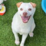 Shaggy is a Retriever, Yellow Labrador/Mixed Breed (Small).