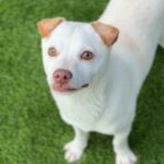 Shaggy is a Retriever, Yellow Labrador/Mixed Breed (Small).