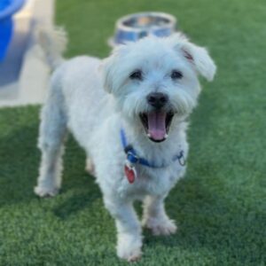 Sensei is a Maltese.