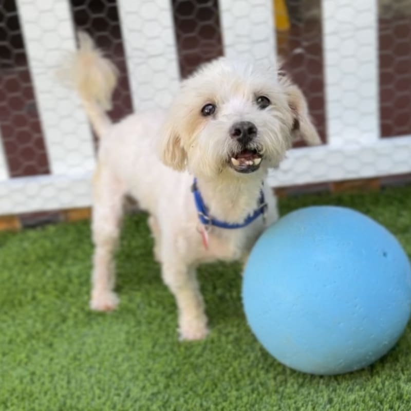 Sensei is a Maltese.