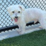 Sensei is a Maltese.