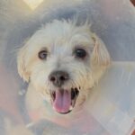 Sensei is a Maltese.