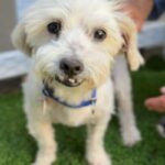 Sensei is a Maltese.