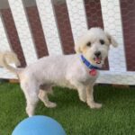 Sensei is a Maltese.