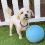 Sensei is a Maltese.