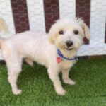 Sensei is a Maltese.