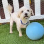 Sensei is a Maltese.