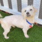 Sensei is a Maltese.