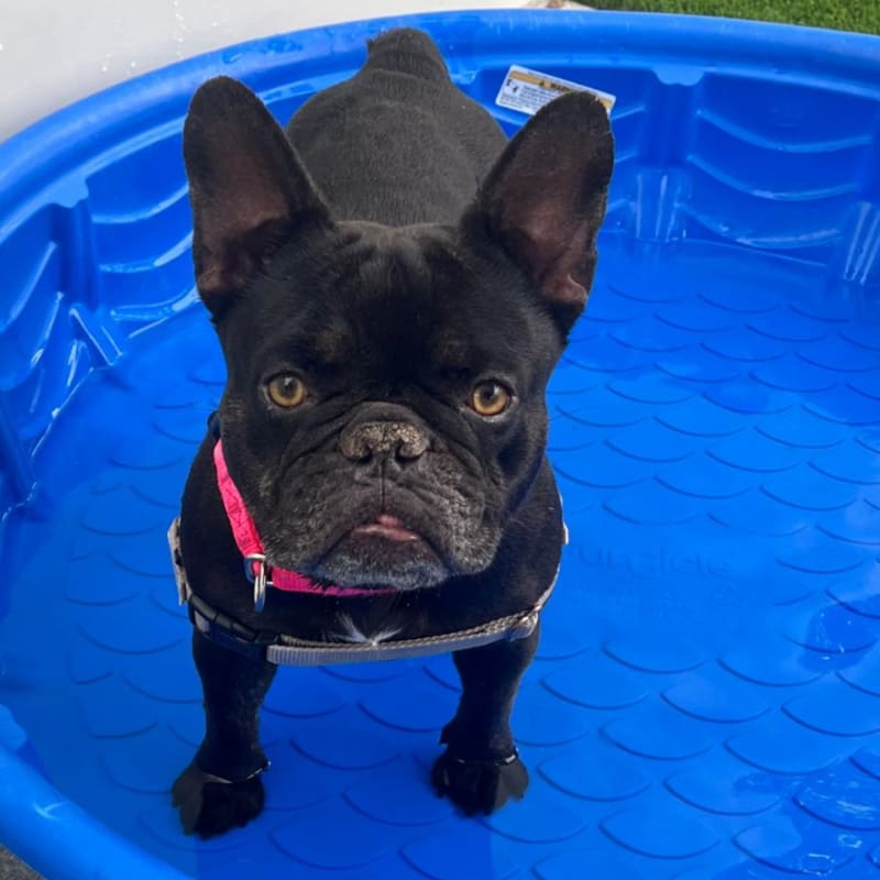 Tilly is a Bulldog, French/None.