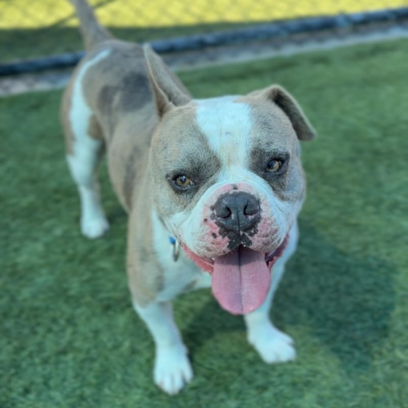 Bubba is a Bulldog, French.