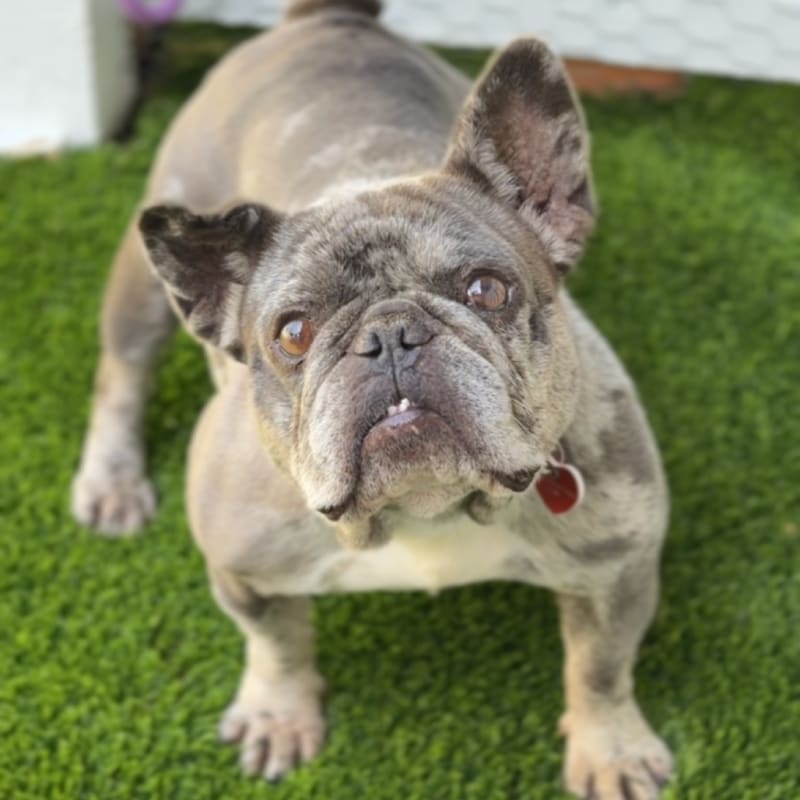 Electra is a Bulldog, French.