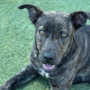 Mary Kate is a Terrier, Pit Bull.