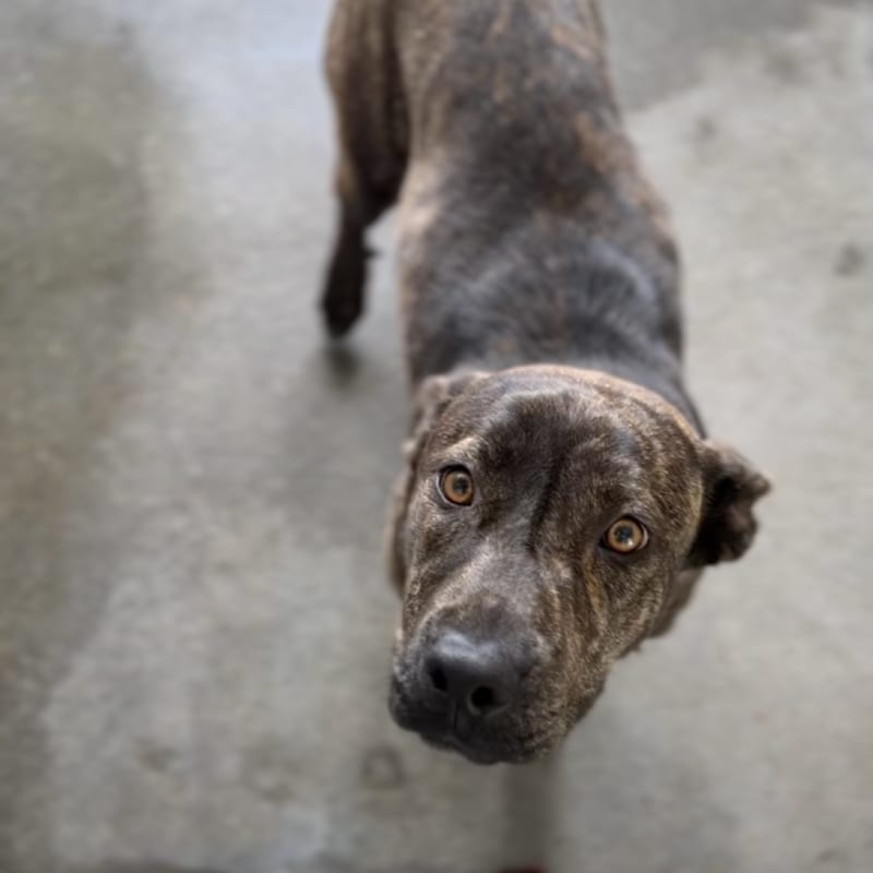 Mary Kate is a Terrier, Pit Bull.