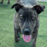 Mary Kate is a Terrier, Pit Bull.