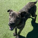 Mary Kate is a Terrier, Pit Bull.