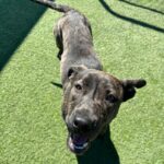 Mary Kate is a Terrier, Pit Bull.