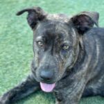 Mary Kate is a Terrier, Pit Bull.