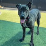 Mary Kate is a Terrier, Pit Bull.