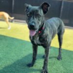 Mary Kate is a Terrier, Pit Bull.