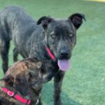 Mary Kate is a Terrier, Pit Bull.