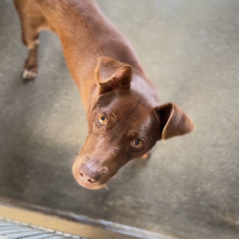 Cadbury is a Retriever, Labrador.