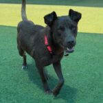 Cadbury is a Retriever, Labrador.