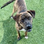 Ashley is a Terrier, Pit Bull.