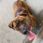 Ashley is a Terrier, Pit Bull.