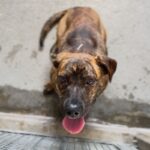 Ashley is a Terrier, Pit Bull.