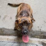 Ashley is a Terrier, Pit Bull.