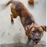 Ashley is a Terrier, Pit Bull.