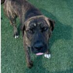 Ashley is a Terrier, Pit Bull.