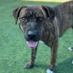 Ashley is a Terrier, Pit Bull.