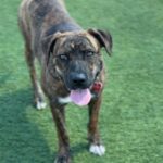 Ashley is a Terrier, Pit Bull.