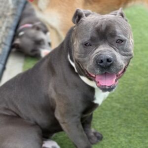 Plankton is a Terrier, Pit Bull.